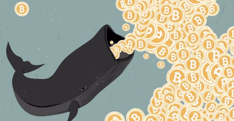 Ballena Bitcoin